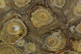Polished Fossil Coral (Actinocyathus) - Morocco #100719-1